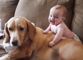 Cute Cats and Dogs Love Babies Compilation