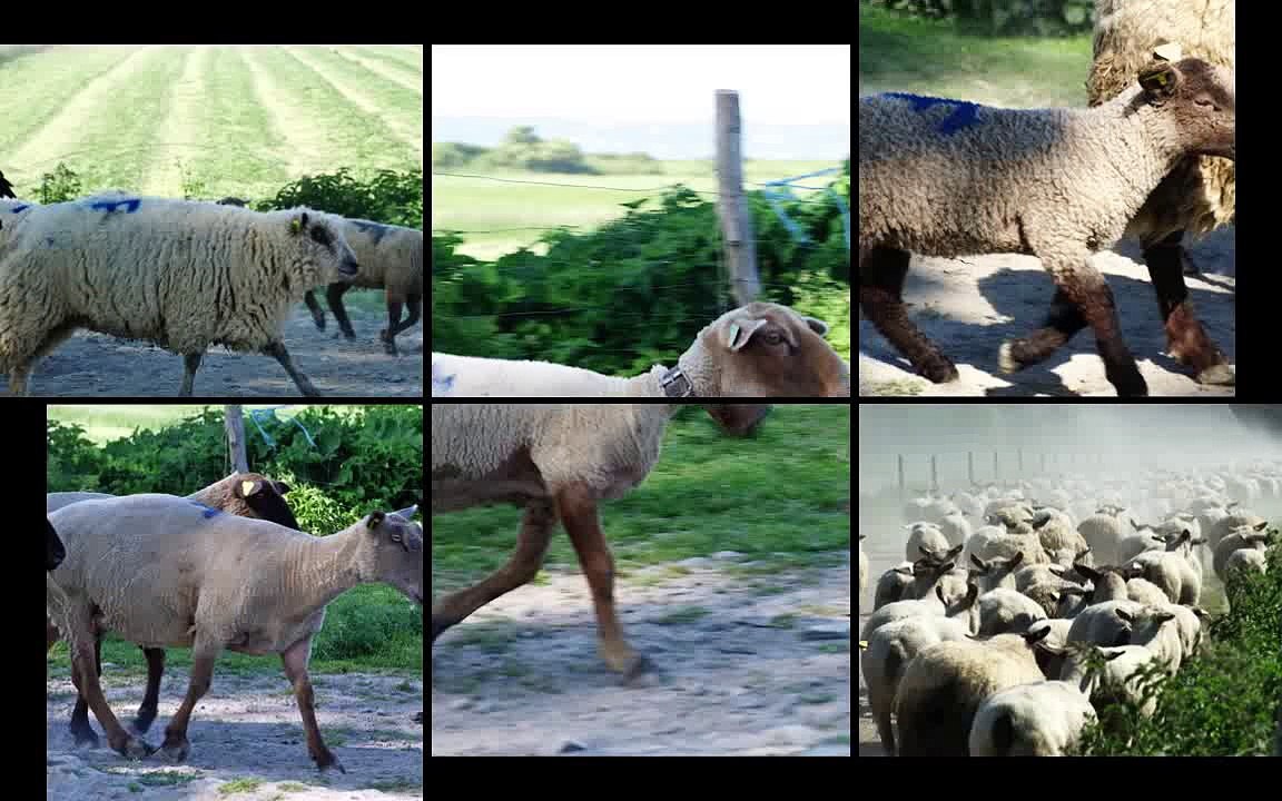 AOC_AOP_agneaux_pres_sales-mont_saint_michel