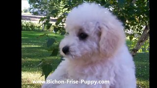 Bichon Frise Puppies