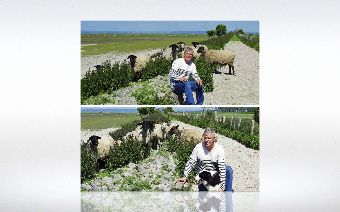 les herbus du mont saint michel agneau aop
