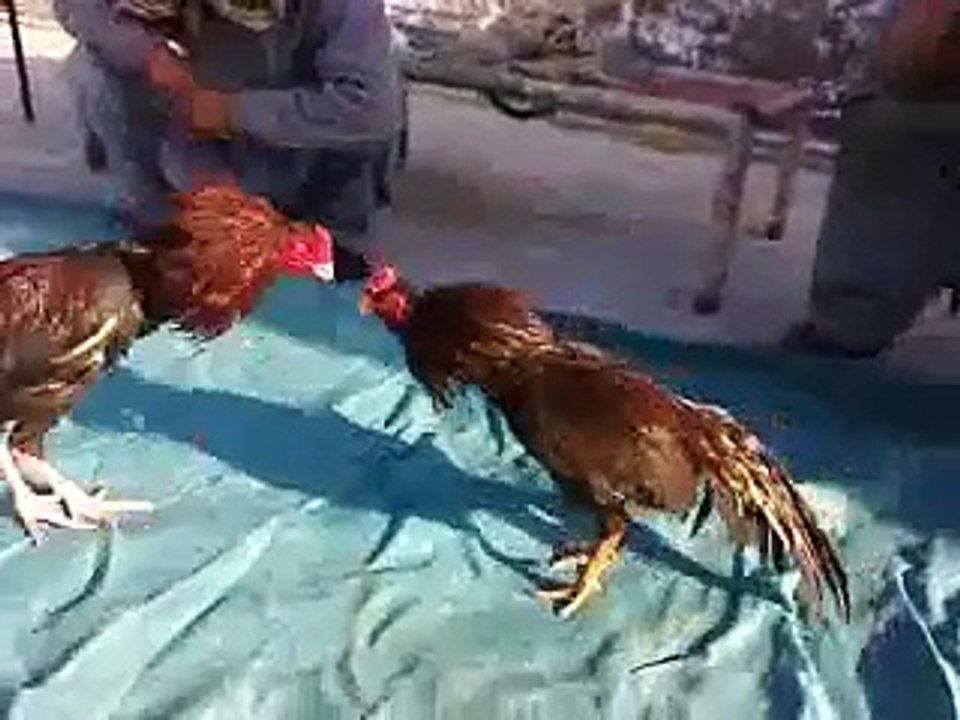 Aseel murga fight part 3