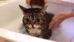 Viral Video Recap: Lil Bub’s Bathtime and Shopping With a 4-year-old