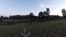 Drone vs Kangaroo