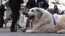 VIDEO. Des chiens dressés se confrontent au milieu urbain