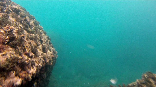 Observação Submarina, Ubatuba, SP, Brasil, Marcelo Ambrogi, Peixes, Tartarugas Gigantes, Apneia, Ilhas Indômitas, Mares Indômitos, (42)