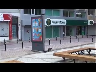 Yoldan Geçenlerin Kabusu Olan Karga