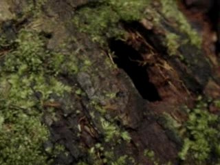 78 - Fourmis géantes