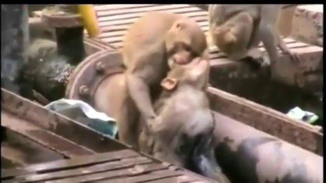 monkey saves her life to her friend electrocuted on train tracks In India