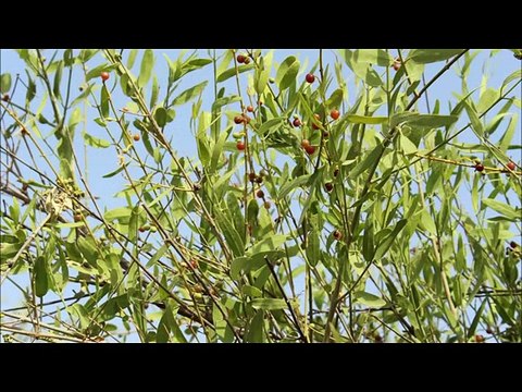 NEW SARAIKI MUSHAIRA 1981 POET IQBAL NUSRAT TAUNSVI