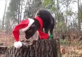 Baby Goat Dresses for the Season