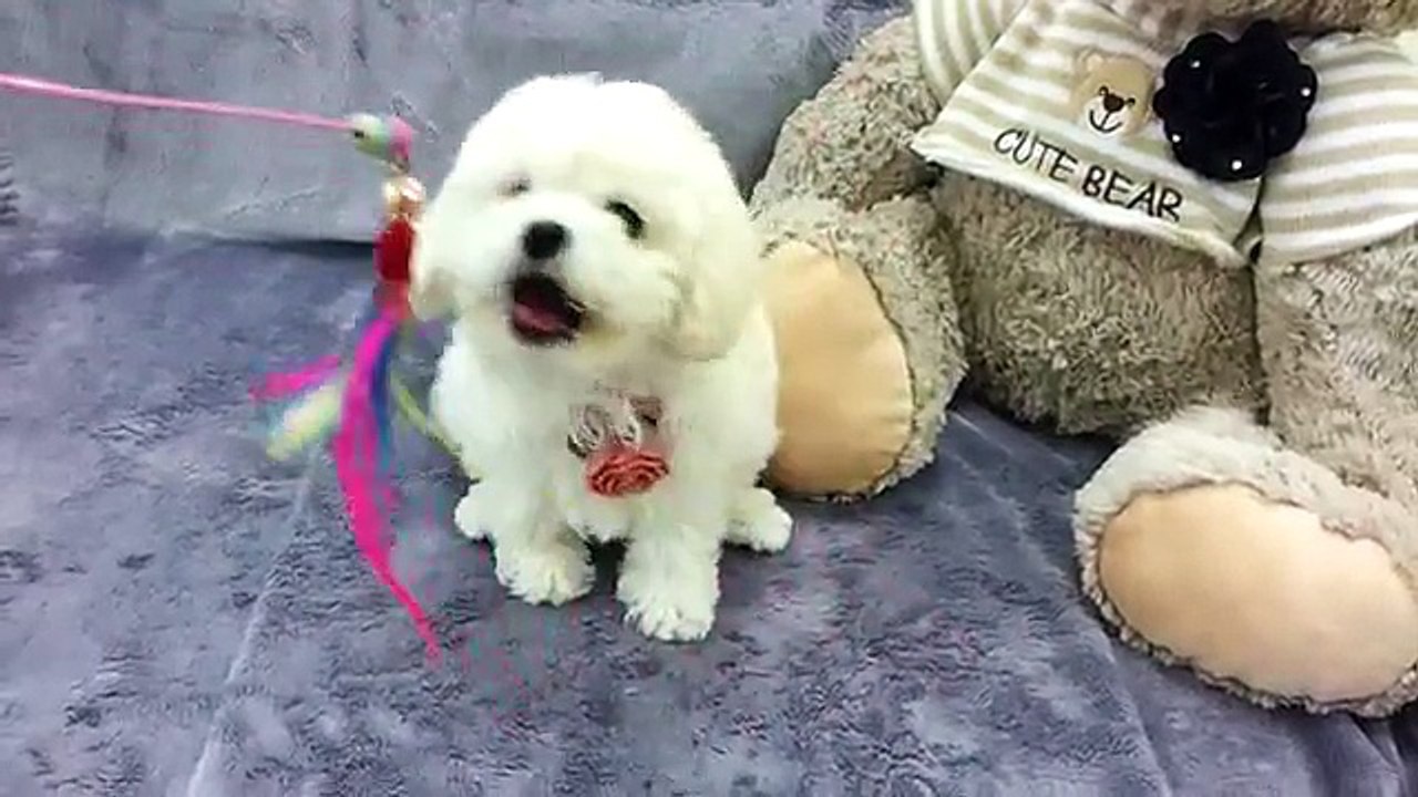 Bichon Frise