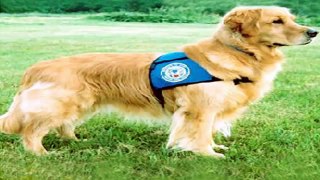 Collar Dog Trainer - The Online Dog Trainer