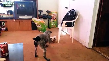 Lustige Welpen bewachen Futter