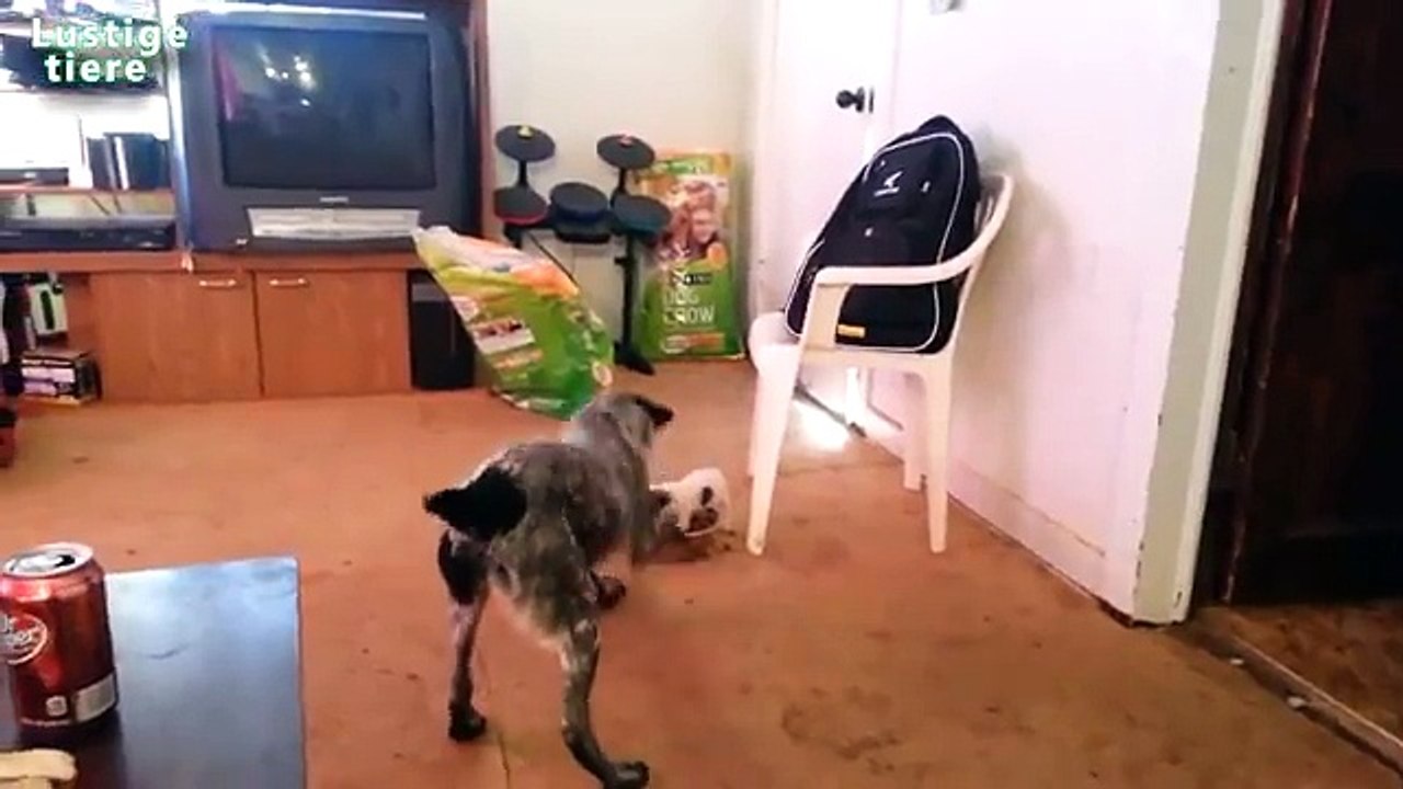 Lustige Welpen bewachen Futter