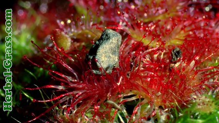 Росянка - растение хищник для насекомых