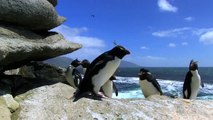 Penguins Are Clumsy But So Adorable   Them Falling Off The Rocks Is Painful