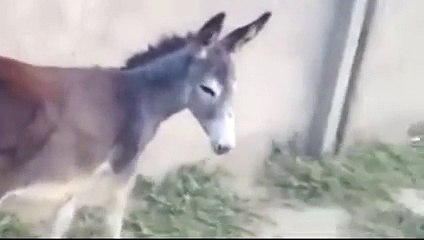 Ahahah Very Funny Video Go Nawaz Go With Donkey 2014 - hdentertainment