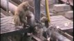 A monkey saves the life of another monkey almost killed, electrified on train rail!
