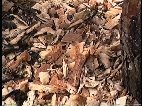 Bella Coola Natural History: Bald Eagle, Trumpeter Swan, Fox