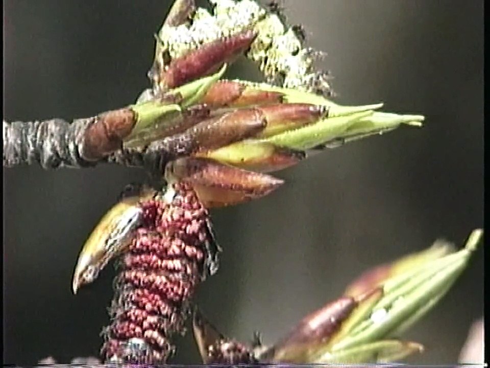 Bella Coola Natural History: Trumpeter Swan, Oregon Junco, Canada Goose, American Kestrel, Black Bear