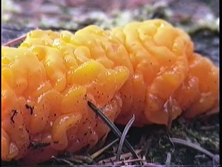 Bella Coola Natural History: Least Sandpiper, Sabine's Gull, American Wigeon