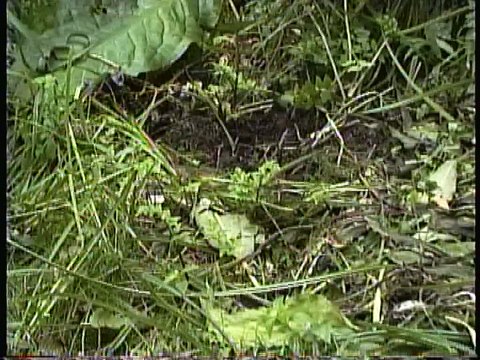 Bella Coola Natural History: Grizzly Bear, Belted Kingfisher