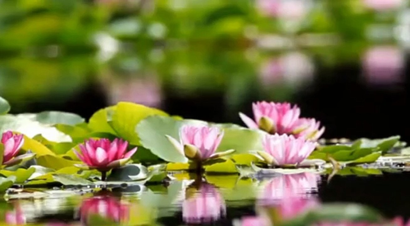 Yeni Türkü ♫ ♥ ♪ ☆ Destina