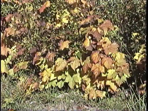 Bella Coola Natural History: Grizzly Bear, Salmon, Black Bear