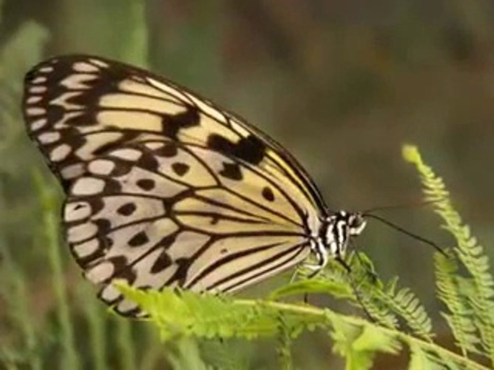 Allah hoo Allah hoo Naat 1full