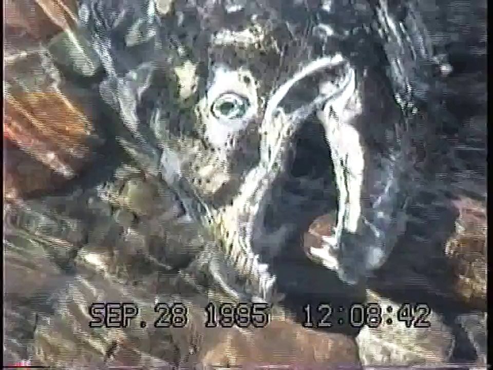 Bella Coola Natural History: Grizzly Bear, Bald Eagle, Black Bear