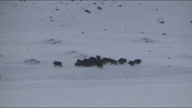 Ardahan'da Görülen Domuz Sürüsü Vatandaşları Korkuttu