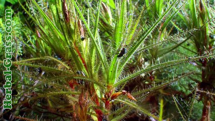 Роридула (Roridula) - плотоядное растение хищник на насекомых