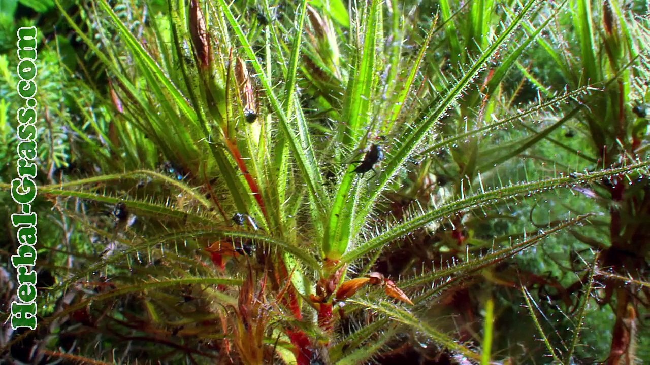 Роридула (Roridula) - плотоядное растение хищник на насекомых