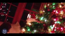 Chats VS Sapins de Noël
