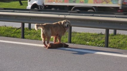 Köpekten İnsanlık Dersi!