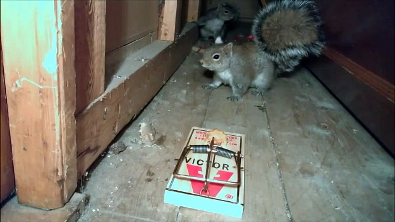 Paranormal Aktivite Tadında Fare Tuzağı