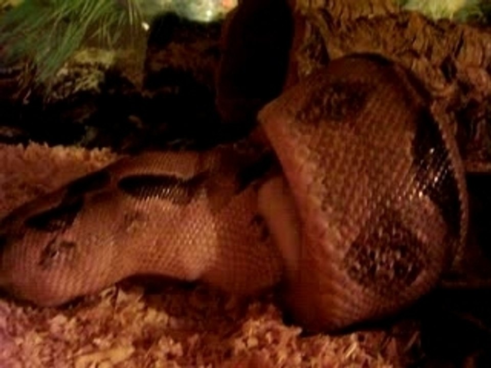 Boa2