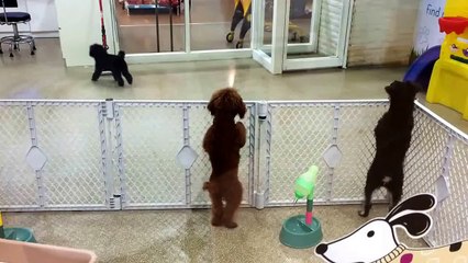Dancing, Marching & Jumping Choco Poodle Dog