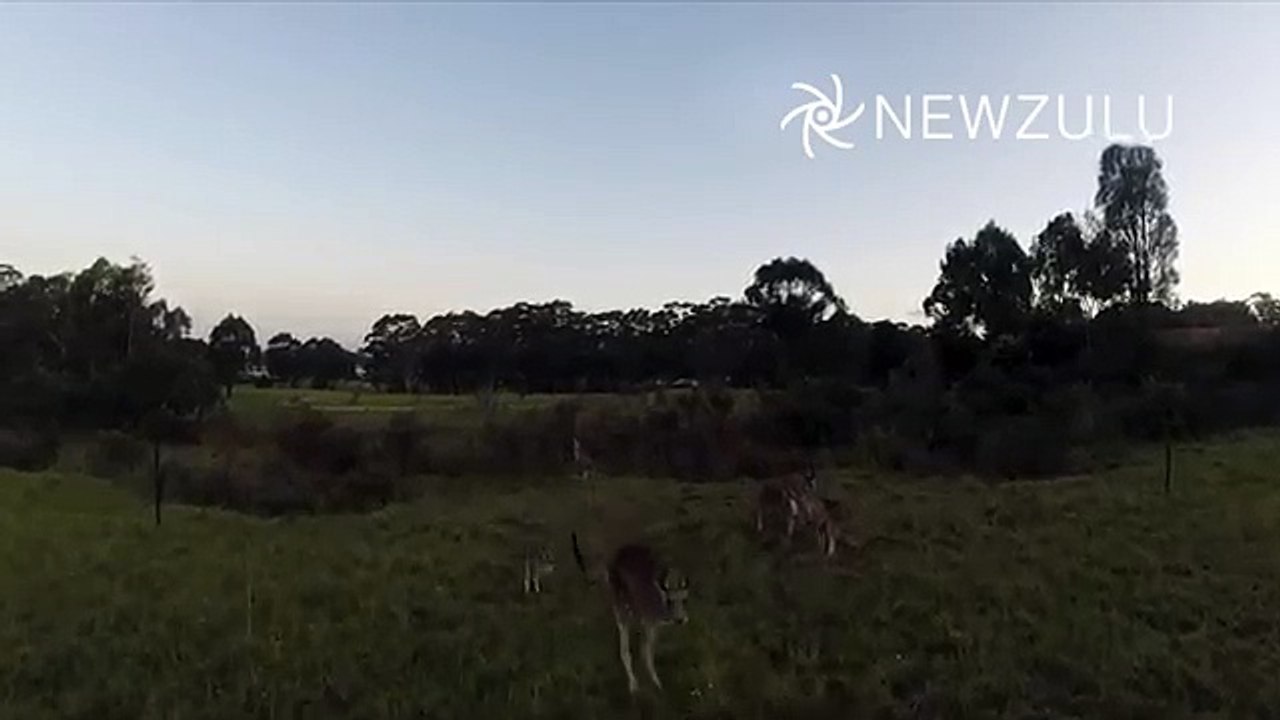Drone vs Kangaroo - Kangaroo knocks out drone