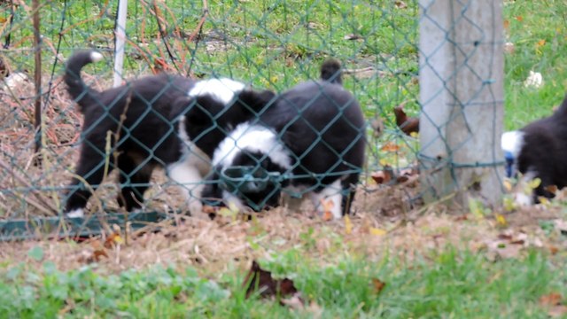 Moment de détente entre chiots et adultes