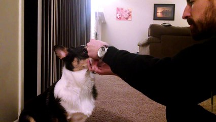 "Cute Welsh Corgi balances treats. "
