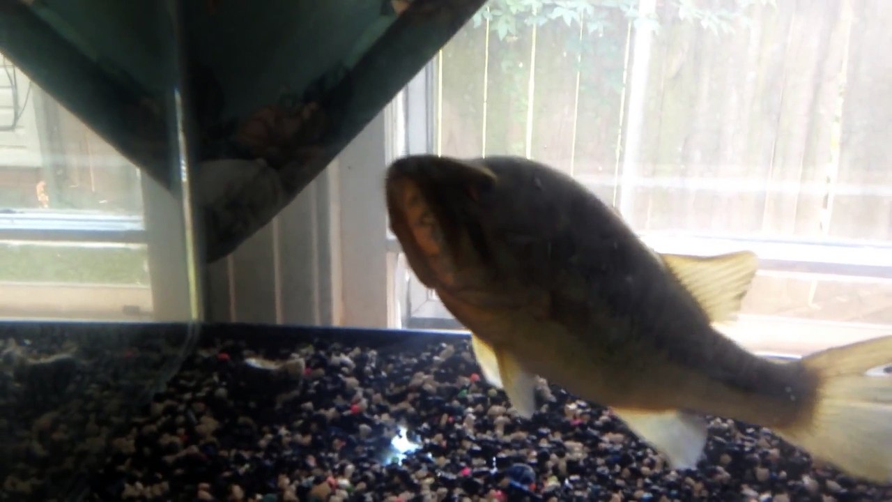 My pet bass eating a lizard