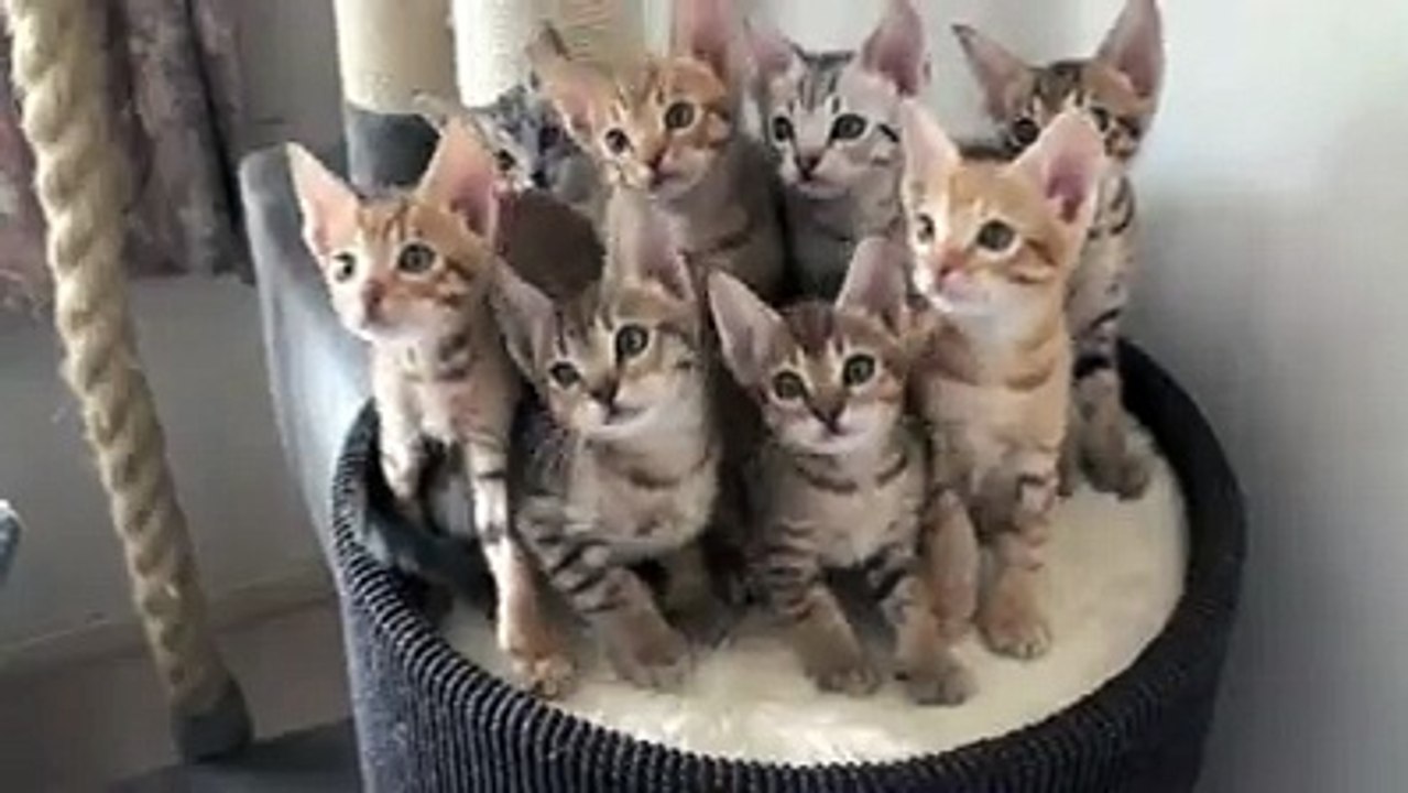 Cats