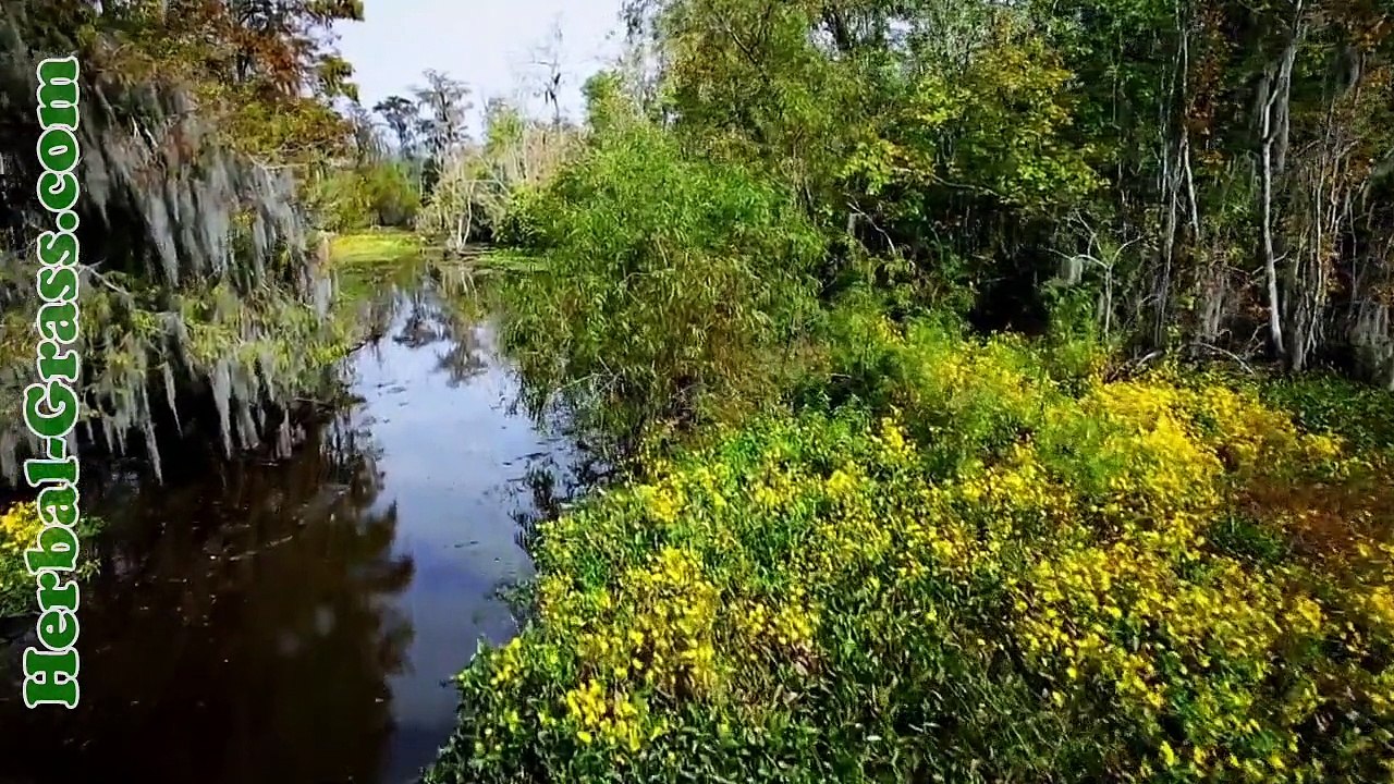 Цветок - хищник плотоядного растения Венерина мухоловка Dionaea muscipula