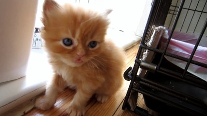 Cute Kitten meows for love and falls asleep