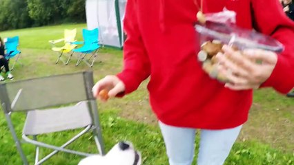 Samoyed Birthday Party