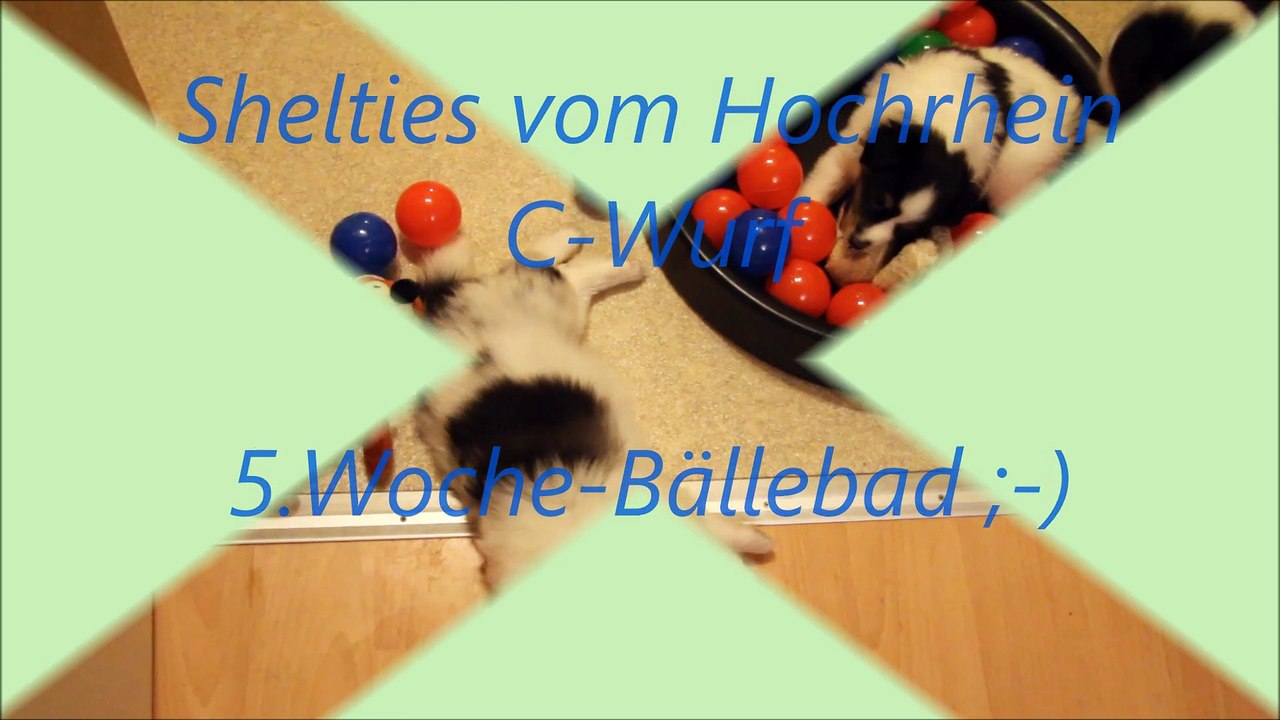Sheltie Welpen 5 Wochen alt beim Bällebad