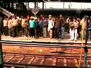 Как обезьяна «реанимировала» другую обезьяну