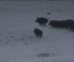 Ardahan'da domuz sürüsü görüntülendi