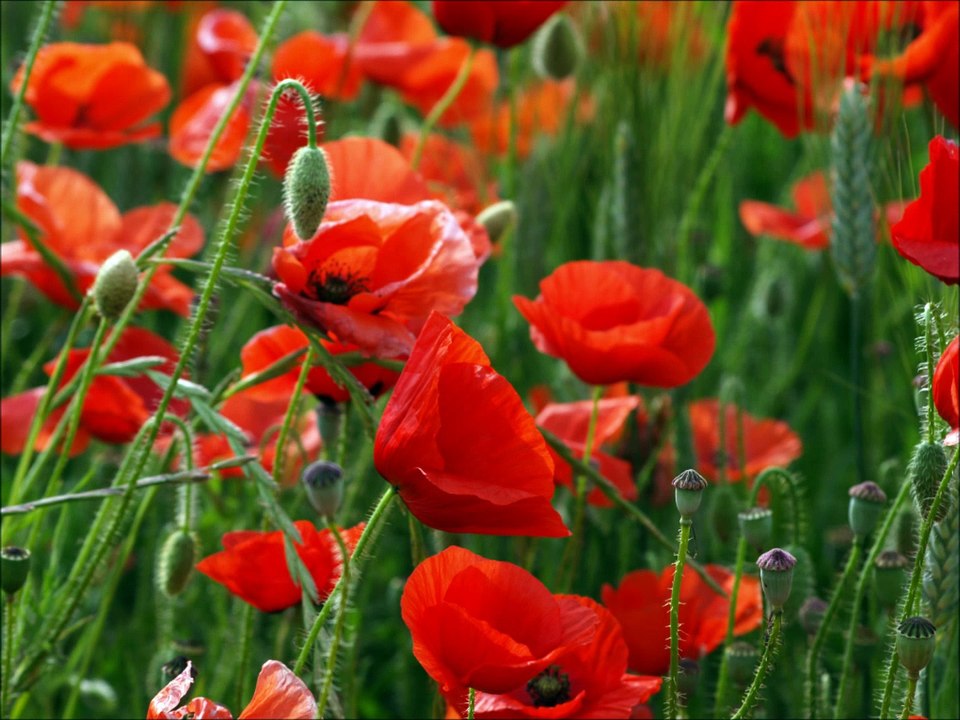 Apache                             Vandyck Julien plays The Shadows